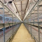 H tipidagi broyler qafas tizimi